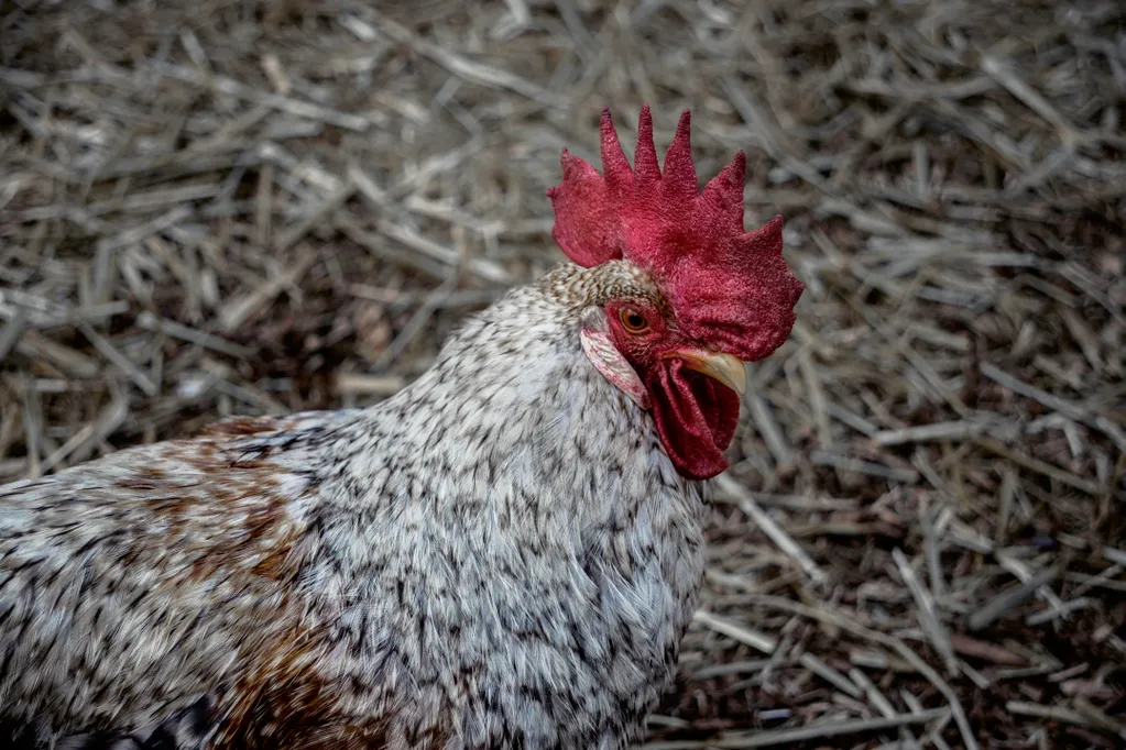 Farm Image 2